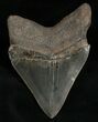 Wide, Anterior Megalodon Tooth #5624-2